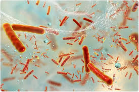 Bacteria in mouth
