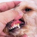 Dog with gum disease