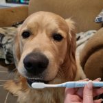 milo the dog with toothbrush